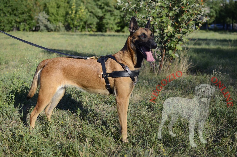 Comoda pettorina in pelle "Pulling" per Malinois - Clicca l'immagine per chiudere