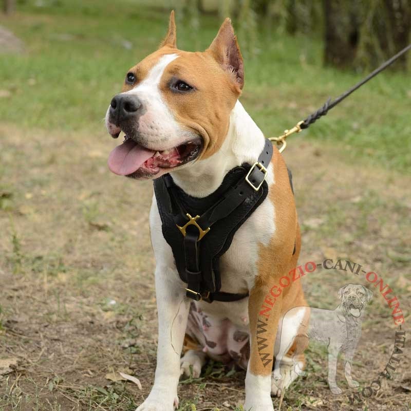 Pettorina in pelle naturale "Power" per Amstaff - Clicca l'immagine per chiudere