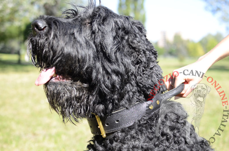 Collare in pelle con maniglia per Terrier Nero Russo - Clicca l'immagine per chiudere