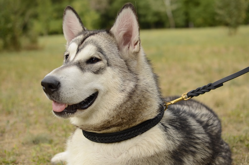 Collare doppio in pelle "VIP Class Doggy" per Malamute - Clicca l'immagine per chiudere