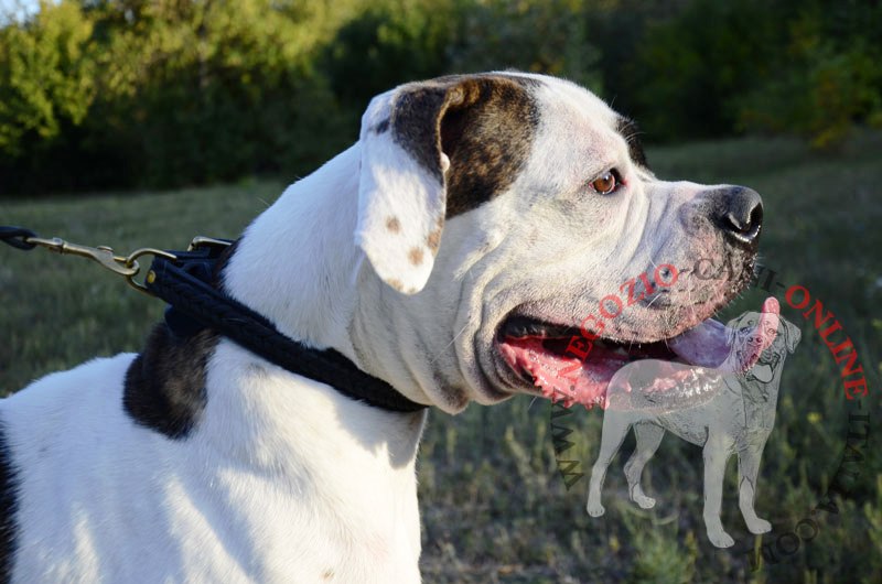 Collare in pelle "VIP Class Doggy" per Bulldog Americano - Clicca l'immagine per chiudere