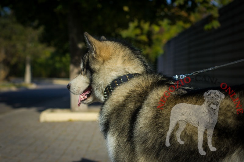 Collare in vera pelle "Crazy Combo" per Alaskan Malamute - Clicca l'immagine per chiudere