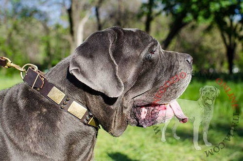 Straordinario collare in pelle decorato per Mastino Napoletano - Clicca l'immagine per chiudere