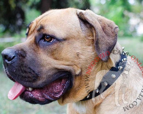 Collare in cuoio con borchie a punta largo 3 cm per Cane Corso - Clicca l'immagine per chiudere