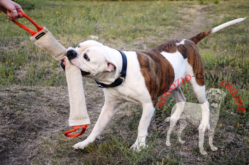 Grande tug in juta "Grip strength" per Bulldog Americano - Clicca l'immagine per chiudere