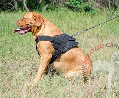 Comoda pettorina in nylon per Dogue de Bordeaux - Clicca l'immagine per chiudere