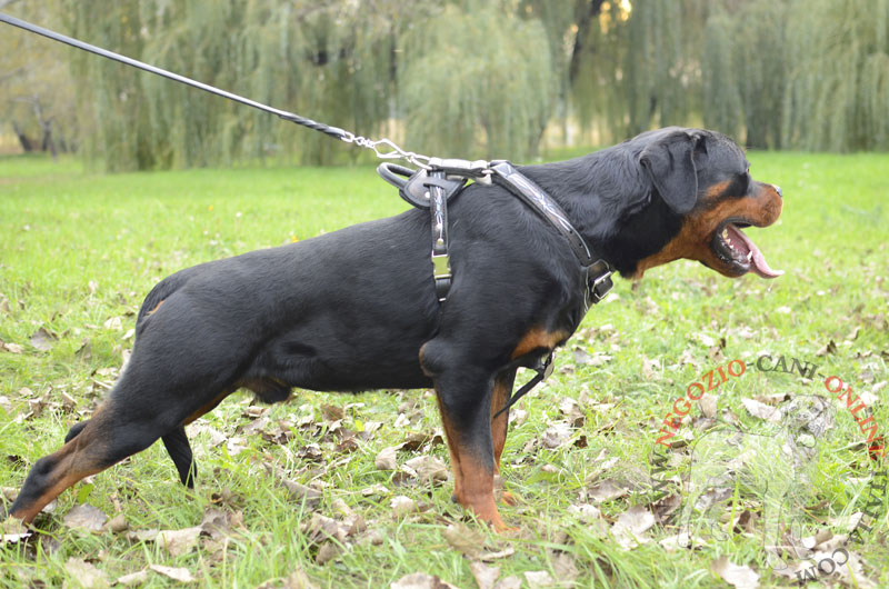 Pettorina in cuoio con disegno "Barbed Wire" per Rottweiler - Clicca l'immagine per chiudere