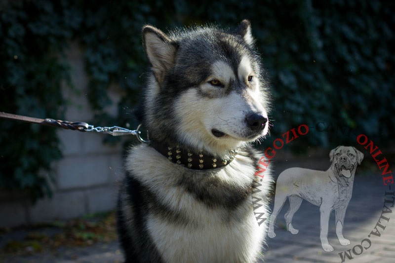 Collare in vera pelle "Studded Gift" per Alaskan Malamute - Clicca l'immagine per chiudere