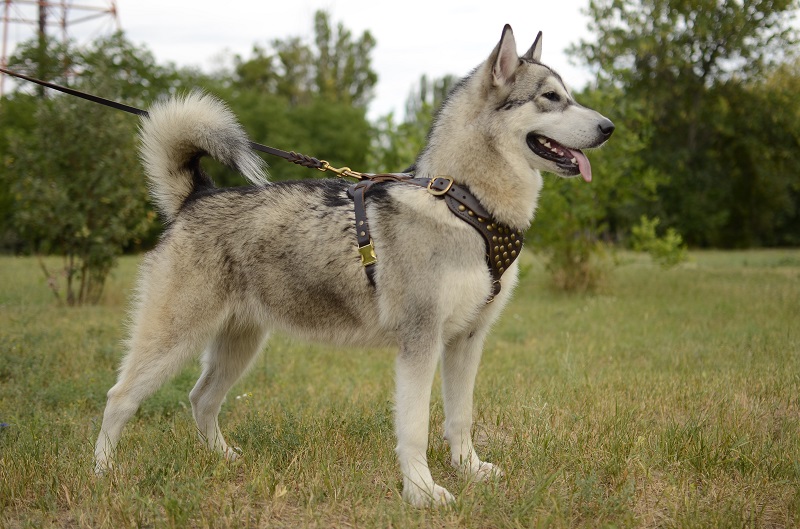 Pettorina in pelle "Spark of inspiration" per Alaskan Malamute - Clicca l'immagine per chiudere