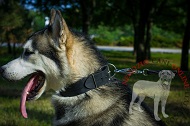 Collare "Laconic Austerity" per Alaskan Malamute, largo 5 cm Collare "Laconic Austerity" per Alaskan Malamute, largo 5 cm