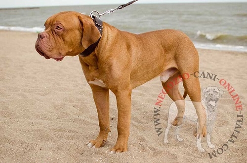 Collare largo 50 mm in pelle naturale indossato da
Dogue de Bordeaux