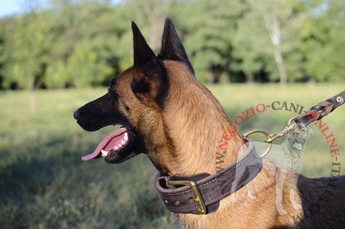 Comodo collare in doppio strato di pelle indossato da
Malinois