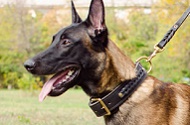 Collare in pelle doppia "Braided Classic" per Malinois