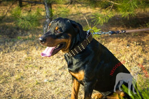 Elegante collare in pelle indossato da
Rottweiler