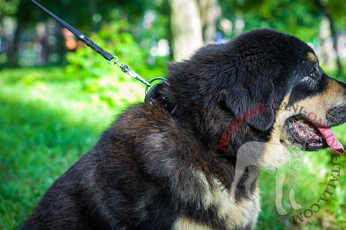 Mastiff con collare largo in cuoio indosso