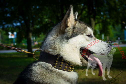 Collare con borchie a punta in ottone per Alaskan Malamute