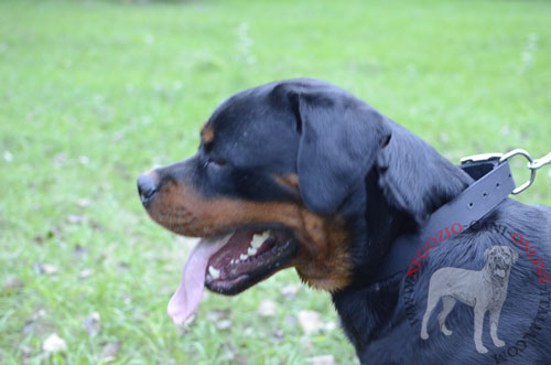 Rottweiler con classico collare
in pelle indosso