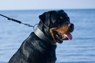 Collare "Laconic Austerity" largo 50 mm per Rottweiler