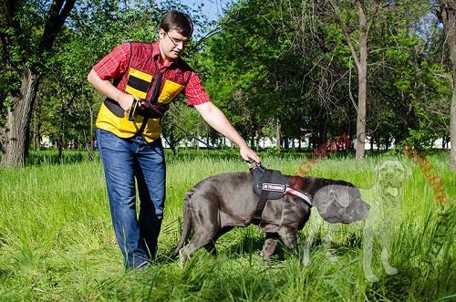 Comoda pettorina con maniglia per Mastino Napoletano