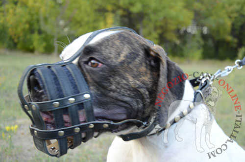 Museruola in pelle Maximum Safety per Bulldog Americano
