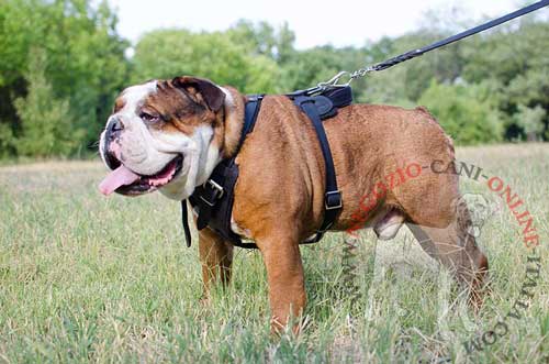 Pettorina in pelle naturale indossata da Bulldog
Inglese