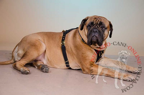 Resistente pettorina per Bullmastiff