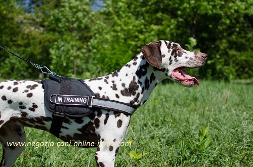 Leggera pettorina con la scritta speciale
per Dalmata