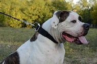 Collare in nylon "Modesty" per Bulldog Americano Collare in nylon "Modesty" per Bulldog Americano
