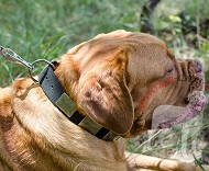 Collare con decorazioni rettangolari per Dogue de Bordeaux Collare con decorazioni rettangolari per Dogue de Bordeaux