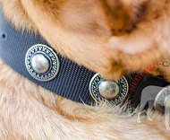 Collare in nylon con decorazioni rotonde per Dogue de Bordeaux Collare in nylon con decorazioni rotonde per Dogue de Bordeaux