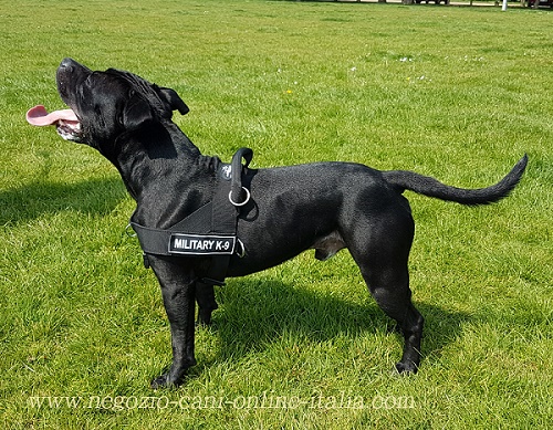 Pratica pettorina in nylon per cane