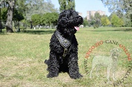 Lussuosa pettorina in pelle "Armor Lux" per Terrier Nero Russo