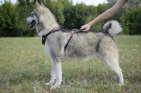 Pettorina
in cuoio naturale dipinta a mano