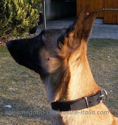 Collare classico indossato da Malinois