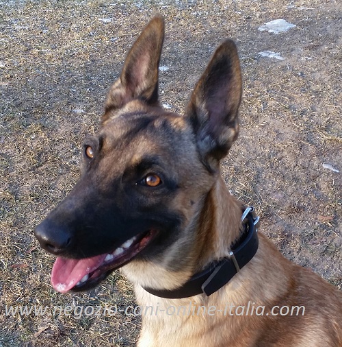 Collare classico indossato da Malinois