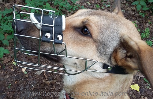 Cane del nostro cliente Leonie con la museruola