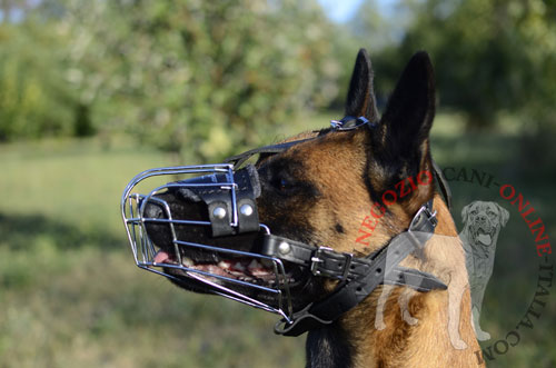 malinois con museruola metallica