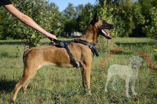 Pettorina con decorazione per Malinois