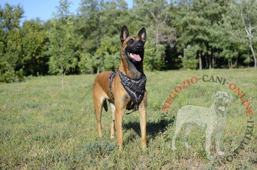 Pettorina 
dipinta a mano per Malinois