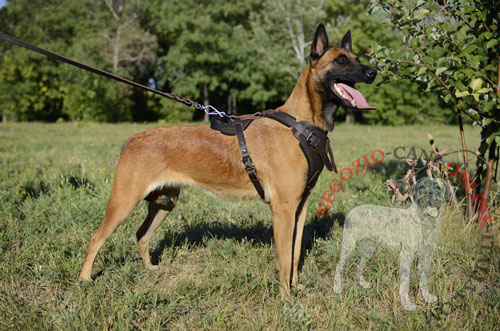 Pettorina
per passeggiate con Malinois