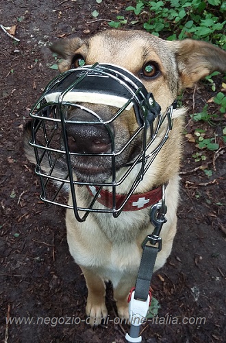 Comoda museruola indossata dal cane