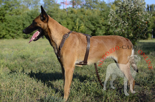 Resistente pettorina per Malinois