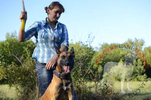 Malinois con il tug da mordere