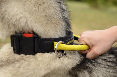 Collare con comoda maniglia indossato da Malamute