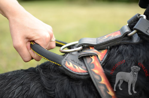 Pettorina
in cuoio naturale indossata da Rottweiler