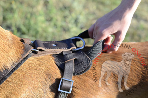 Pettorina in pelle naturale con decorazioni per Malinois