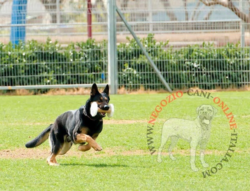 Riportello per addestramento del cane