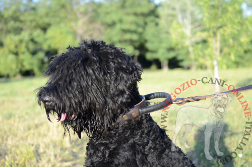 Collare con comoda maniglia per
Terrier Nero Russo