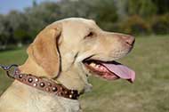 Collare in pelle naturale "Vivid glow" per Labrador Retriever