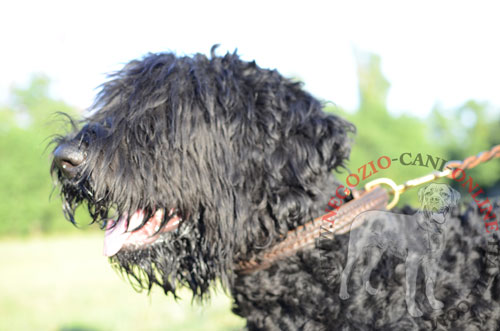 Resistente collare in pelle marrone per Terrier Nero Russo